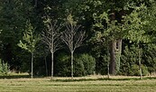 Abgestorbene Jungbäume in Neupflanzungen, Foto: Daniel Lindner, Lizenz: SPSG