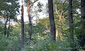 Absterbenden Bäume und Naturverjüngung, Foto: SPSG, Lizenz: SPSG