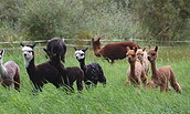 Fohlengruppe, Foto: Sabine Hilger, Lizenz: Sabine Hilger