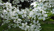 Kirschblüte auf dem Kräuterhof, Foto: Ute Bernhardt, Lizenz: Ute Bernhardt