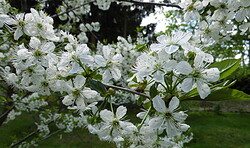 Ganz in weiß mit einem Blumenstrauß > Die Kirschblüte > Ein jahrhundertealter Traum aus zarten Blüten