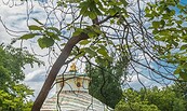 Trockenschäden Trompetenbaum am Chinesischen Haus, Foto: Daniel Lindner, Lizenz: SPSG