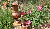 destille-vor-rosen, Foto: grün & wild, Lizenz: grün & wild