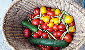 Gemüse im Korb, Foto: WaldWeiberWissen, Lizenz: WaldWeiberWissen