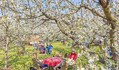 Baumblüte auf den Plantagen, Foto: Martin Karnbach, Lizenz: Stadt Werder (Havel)