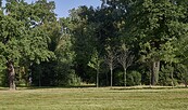 Abgestorbene Jungbäume in Neupflanzungen, Foto: Daniel Lindner, Lizenz: SPSG