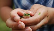 Frosch in der Hand, Foto: NAJU Brandenburg, Lizenz: NAJU Brandenburg