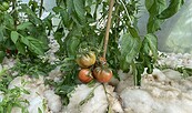 Tomaten bei VERN e.V. Greiffenberg, Foto: Alena Lampe