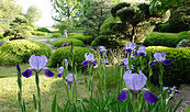 Iris im japanischen Garten, Foto: Gesine Jochems, Lizenz: Gesine Jochems