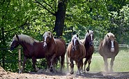 Pferde, Foto: Uwe Schieban, Lizenz: Axel Brodack