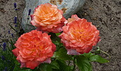 Rosen in voller Blüte, Foto: Petra Förster, Lizenz: Tourismusverband Dahme-Seenland e.V.