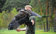 Spaziergang mit Greifvogel auf dem Arm, Foto: Lena S. Wilkens, Lizenz: Falknerei Stubbe  Naturwelt Lieberoser Heide