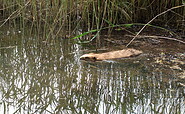 Wer wohnt im Silbersee?, Foto: Andreas Schönefeld, Lizenz: Wolf und Waldkauz gGmbH