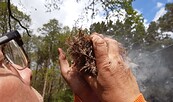 Das Zundernest brennt, Foto: Andreas Schönefeld, Lizenz: Wolf und Waldkauz gGmbH