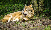 Wolf, Foto: Michael Mattke, Lizenz: Michael Mattke