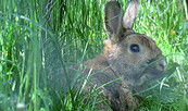 Tierisch unterwegs: Heilkräuter für Kaninchen & Meerschweinchen, Foto: Denise Rose, Lizenz: Denise Rose
