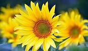 Sonnenblumen, Foto:  Artur Pawlak, Lizenz: Pixabay.de