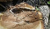 Verfaultes Kernholz einer gefällten Eiche, Foto: Daniel Lindner, Lizenz: SPSG
