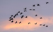 Kraniche über dem Schlabendorfer See, Foto: Ralf Donat, Lizenz: Sielmanns Naturlandschaft Wanninchen