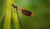 Gebänderte Prachtlibelle, Foto: Mario Herzog, Lizenz: Naturschutzfonds Brandenburg