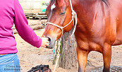 Kräuterapotheke für Pferde, Foto: Denise Rose, Lizenz: Denise Rose
