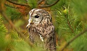 Waldkauz, Foto: Ralf Donat, Lizenz: Sielmanns Naturlandschaft Wanninchen