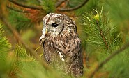 Waldkauz, Foto: Ralf Donat, Lizenz: Sielmanns Naturlandschaft Wanninchen