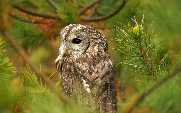 Waldkauz, Foto: Ralf Donat, Lizenz: Sielmanns Naturlandschaft Wanninchen