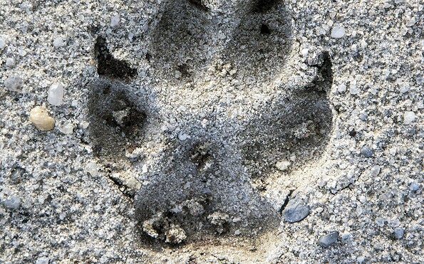 Wolfsspur NSG Wanninchen, Foto: Katja Benke, Lizenz: Sielmanns Naturlandschaft Wanninchen
