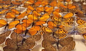 Schmetterlinge (Lycaenidae) in der Sammlung des Naturkundemuseums, Foto: B. Jaenicke, Lizenz: Naturkundemuseum Potsdam