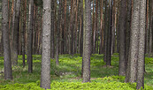 Wald, Foto: LKEE, Andreas Franke, Lizenz: LKEE, Andreas Franke