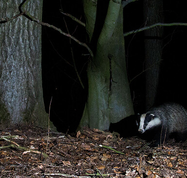 RangerTour: Lange Naturwacht-Nacht