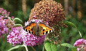 Schmetterling, Foto: Petra Förster, Lizenz: Tourismusverband Dahme-Seenland e.V.