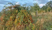 Herbstzeit, Foto: Antje Lang, Lizenz: Antje Lang