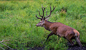 Auf zur Hirschbrunft, Foto: Dr. Tilo Geisel