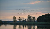 Kraniche, Foto: Milena Kreiling, Lizenz: Nationalpark Unteres Odertal