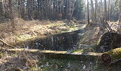 Wald und Wasser, Foto: R. Wilkens