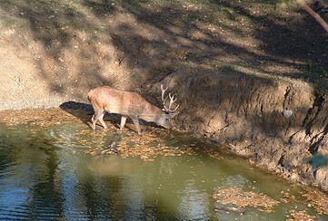 ErlebnisTour: Wildspurenwanderung