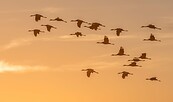 Kraniche im Naturpark Niederlausitzer Landrücken, Foto: Ralf Donat, Lizenz: Sielmanns Naturlandschaft Wanninchen