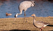 Kranich und Gans, Foto: Ralf Donat, Lizenz: Sielmanns Naturlandschaft Wanninchen