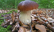 Pilz, Foto: Fotoarchiv, Lizenz: Naturparkhaus Stechlin