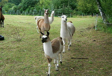 Wanderung mit Lama und Alpaka