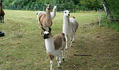 Auf der Weide, Foto: Juliane Frank, Lizenz: Tourismusverband Dahme-Seenland e.V.