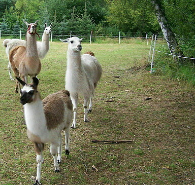 Glühweinwanderung mit Lama und Alpaka