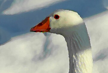 Die Weihnachtsgans Auguste