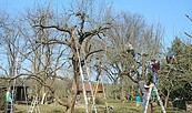 Obstbaumschnitt, Foto: Peter Koch, Lizenz: Landschafts-Förderverein Nuthe-Nieplitz-Niederung e.V.