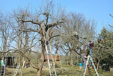 Einführung in den naturgemäßen Obstbaumschnitt - Jungbaumschnitt/ Erziehungsschnitt