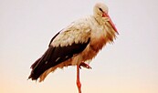 Bird Dances Oderbruch, Foto: Hartmut Schrewe, Lizenz: Hartmut Schrewe