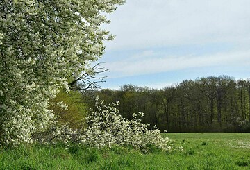 Kräuterwanderung mit Birte-Xylona