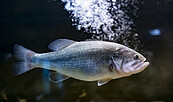 Bei der Fütterung bekommt man auch die unaufälligen Fische zu sehen. , Foto: D. Marschalsky, Lizenz: Naturkundemuseum Potsdam